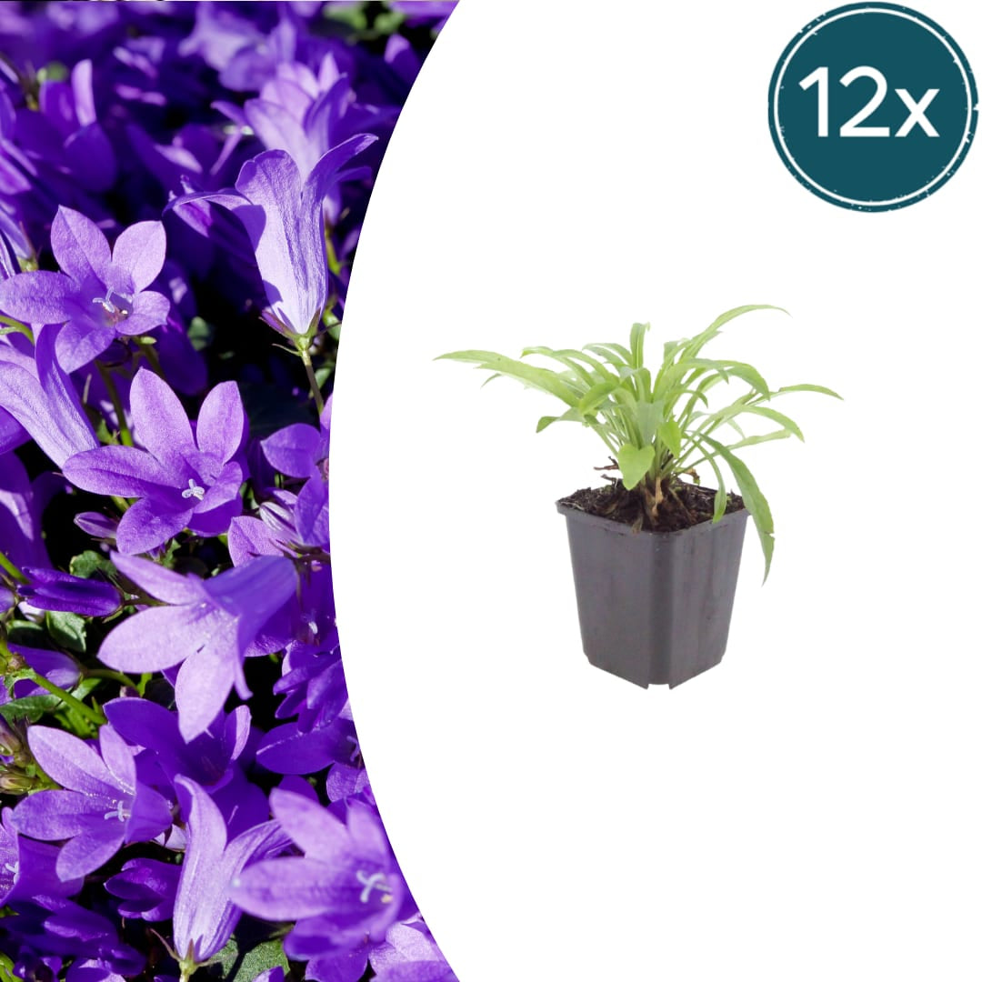 Pfirsichblättrige Glockenblume Campanula persicifolia ‘Coerulea’ – 12 Pflanzen – 10-25cm – Ø9cm – Blaue Staude für Sonne & Halbschatten – Gartenpflanze mit langer Blütezeit - Oasis of Life