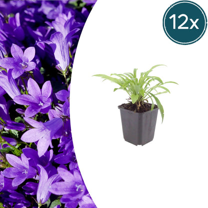 Pfirsichblättrige Glockenblume Campanula persicifolia ‘Coerulea’ – 12 Pflanzen – 10-25cm – Ø9cm – Blaue Staude für Sonne & Halbschatten – Gartenpflanze mit langer Blütezeit - Oasis of Life