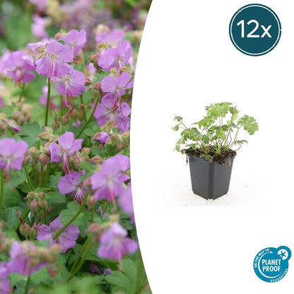 Storchschnabel Geranium cantabrigiense 'Cambridge' – ↕10-25cm – Ø9cm – 12 Pflanzen – Bodendecker & Staude mit rosa Blüten – Winterhart, pflegeleicht & bienenfreundlich 
