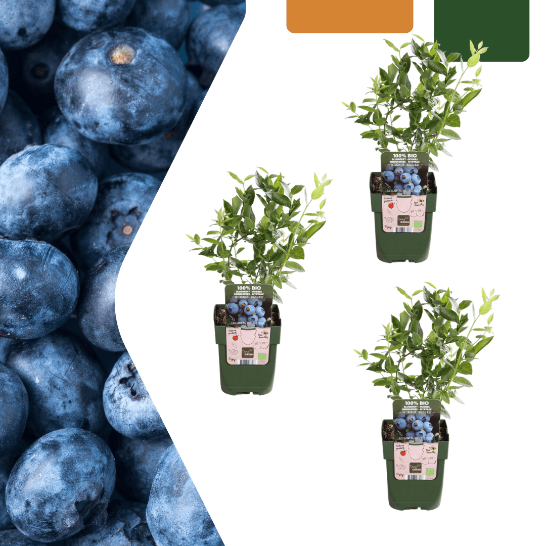 Vaccinium corymbosum – Bio-Heidelbeere – Ø13cm – ↕20cm – 3 Pflanzen – Biologische Heidelbeerpflanzen – Für Garten, Balkon & Terrasse 