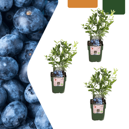 Vaccinium corymbosum – Bio-Heidelbeere – Ø13cm – ↕20cm – 3 Pflanzen – Biologische Heidelbeerpflanzen – Für Garten, Balkon & Terrasse 