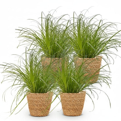Green boutiQ - Zimmerpflanze - Cyperus alternifolius Zumula - Katzenpflanze - Haustierfreundliche Pflanze - Grün - 4 Pflanzen - mit Korb - Topf 12cm - Höhe 20cm 