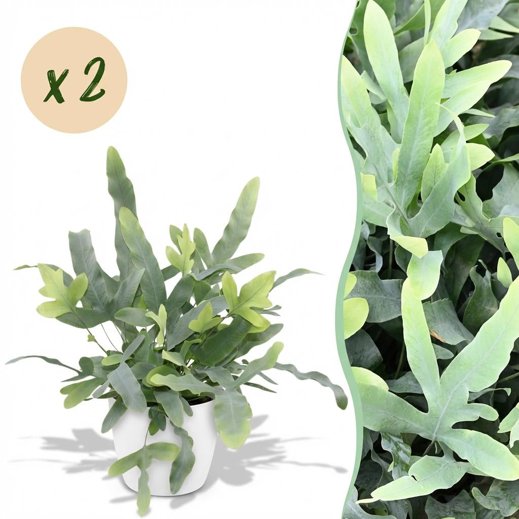 Green boutiQ - Zimmerpflanze - Phlebodium aureum Blue Star - Blaue Farn - Haustierfreundliche Pflanze - Blau - 2 Pflanzen - mit Potter Weiß - Topf 12cm - Höhe 25cm 