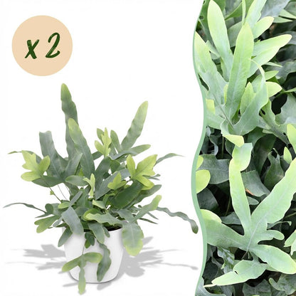 Green boutiQ - Zimmerpflanze - Phlebodium aureum Blue Star - Blaue Farn - Haustierfreundliche Pflanze - Blau - 2 Pflanzen - mit Potter Weiß - Topf 12cm - Höhe 25cm 