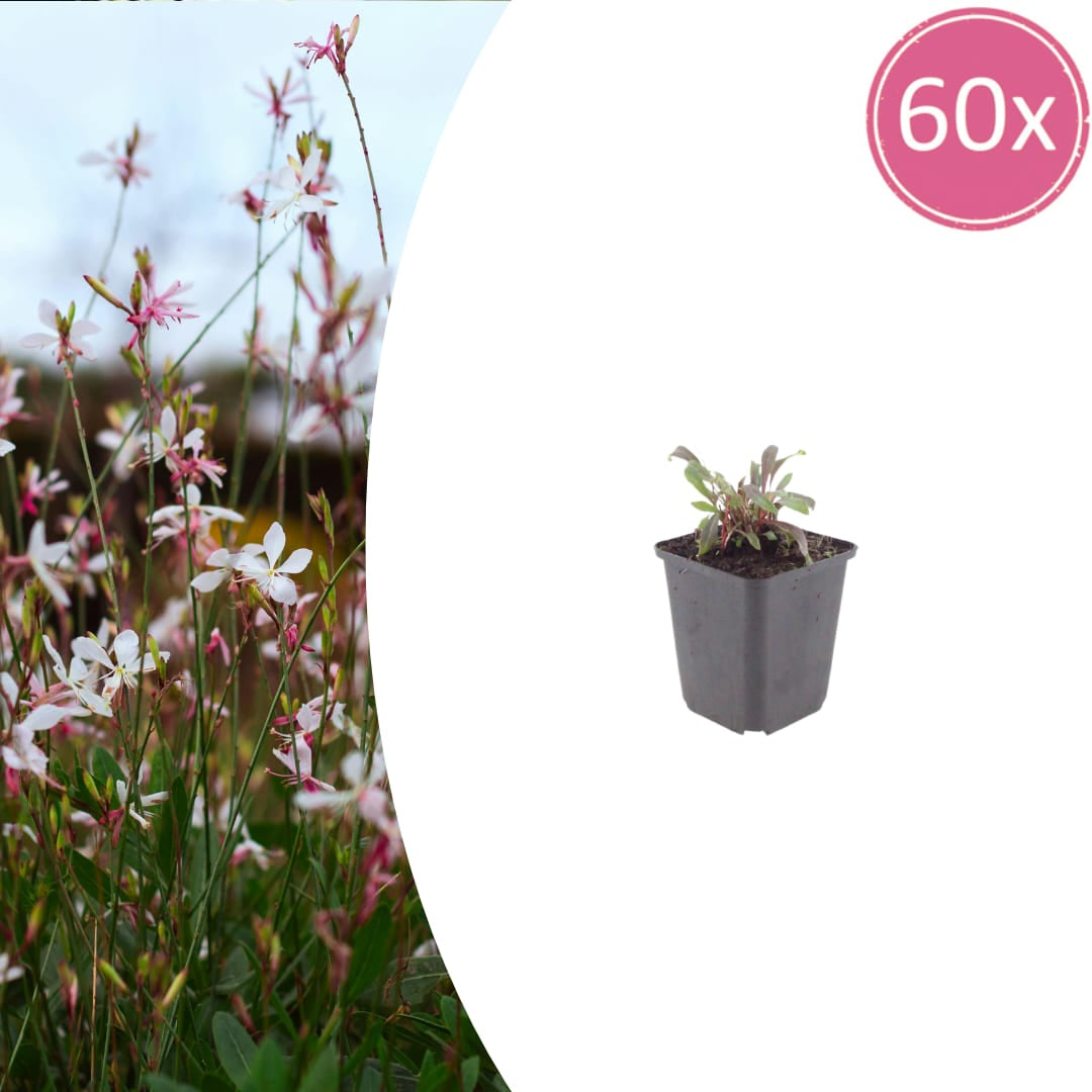 Gaura lindheimeri Siskiyou Pink Ø9cm 60 Stück