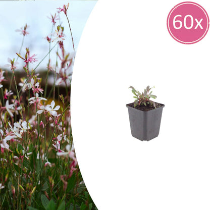 Gaura lindheimeri Siskiyou Pink Ø9cm 60 Stück