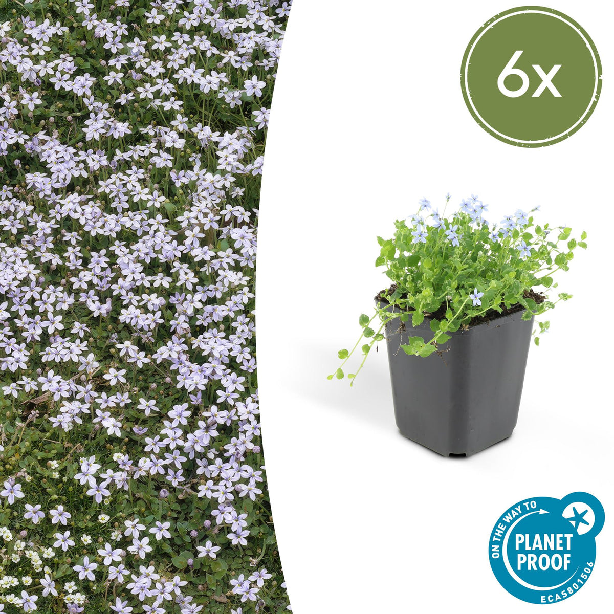 Blauer Bubikopf Isotoma fluviatilis – ↕10-25cm – Ø9cm – 6 Pflanzen – Niedriger Bodendecker mit blauen Sternblüten 