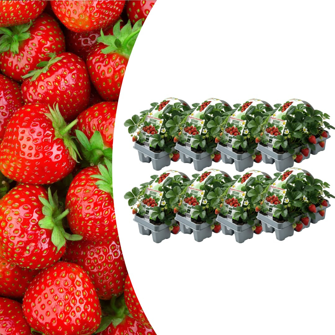 Erdbeeren, 6er-Pack (Fragaria), 100 % biologisch 