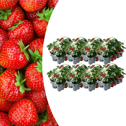 Erdbeeren, 6er-Pack (Fragaria), 100 % biologisch 