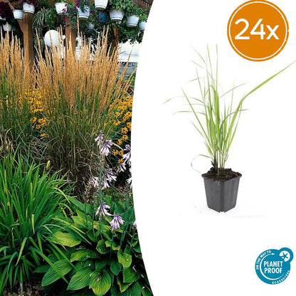 Calamagrostis acutiflora 'Karl Foerster' – 24 Pflanzen – ↕10-25cm – Ø9cm – Winterhartes Ziergras – Aufrechter Wuchs – Goldgelbe Blüten – Pflegeleicht & Strukturgebend 