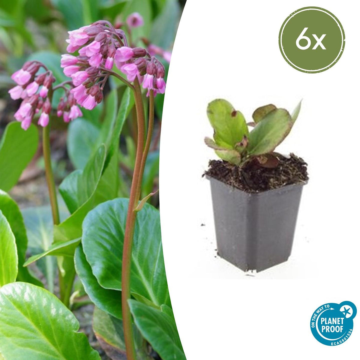 Bergenie – Bergenia cordifolia 'Herbstblüte' – ↕10-25cm – Ø9cm – 6 Pflanzen – immergrün & winterhart 