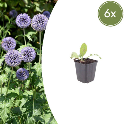 Kugeldistel Echinops ritro Winterharte Staude mit blauen Blütenkugeln Ø9cm 6 Stück