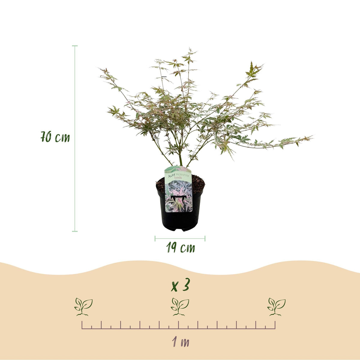 Japanischer Ahorn Acer palmatum Iyoshi – Rosa Balkonpflanze – Ø19cm – Höhe ca. 70cm – Fein geschnittener Zierahorn für Beet & Balkon 