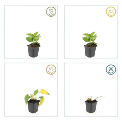 Leuchtender Sonnenhut Rudbeckia fulgida 'Goldsturm' – ↕10-25cm – Ø9cm – 6 Pflanzen – Gelbe Blüten – Bienenfreundlich – Pflegeleichte Staude – Sonniger Standort 