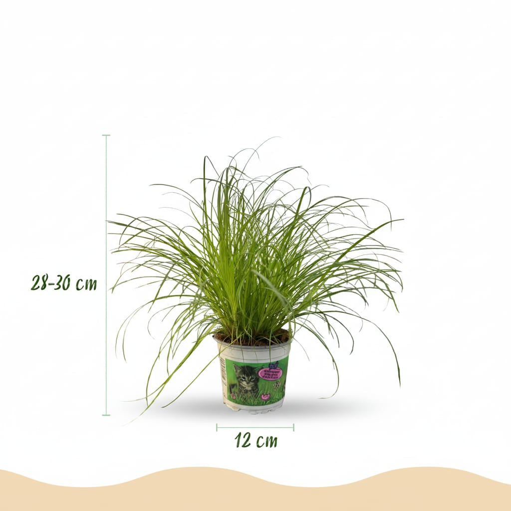 Green boutiQ - Zimmerpflanze - Cyperus alternifolius Zumula - Katzenpflanze - Haustierfreundliche Pflanze - Grün - 2 Pflanzen - mit Potter Weiß - Topf 12cm - Höhe 20cm 