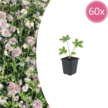 Sterndolde Astrantia major – 60 Pflanzen – Winterharte Staude für Sonne & Halbschatten – Blühstaude für Beet & Cottage-Garten – 10-25cm – Ø9cm – Insektenfreundlich - Oasis of Life