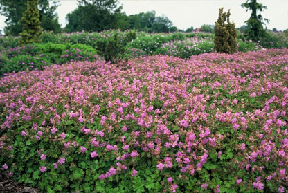 Storchschnabel Geranium cantabrigiense 'Cambridge' – ↕10-25cm – Ø9cm – 6 Pflanzen – Rosa Blüten – Niedrig wachsender Bodendecker – Pflegeleicht 