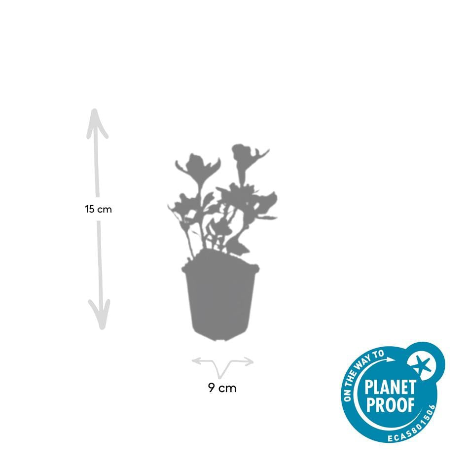 Schattengrün Pachysandra terminalis 'Variegata' – ↕10-25cm – Ø9cm – 6 Pflanzen – Immergrüner Bodendecker – Cremeweiße Blätter – Pflegeleicht & Winterhart 