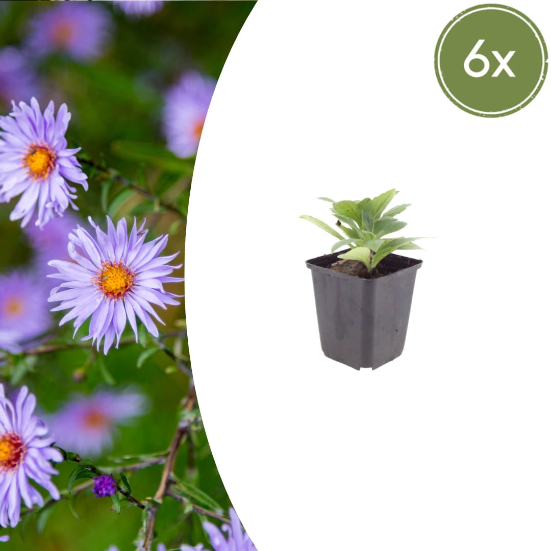 Aster frikartii Mönch Langblühende Staude für sonnige Beete Ø9cm 6 Stück