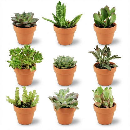 Mini Sukkulenten Mix – 9 Pflanzen – Ø8,1cm Terrakottatöpfe – Höhe 5–10cm – Pflegeleichte Zimmerpflanzen – Sukkulenten Set für Fensterbank Büro & Wohnraum 