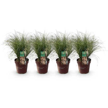 Neuseeland Segge Carex comans Frosted Curls – 4 Pflanzen – Ø17cm – Immergrün, pflegeleicht & elegant – Höhe ca. 50cm – Moderner Look & luftreinigend 