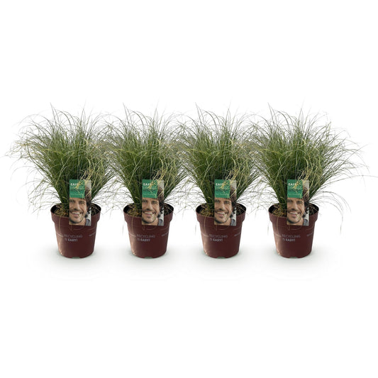Neuseeland Segge Carex comans Frosted Curls – 4 Pflanzen – Ø17cm – Immergrün, pflegeleicht & elegant – Höhe ca. 50cm – Moderner Look & luftreinigend 