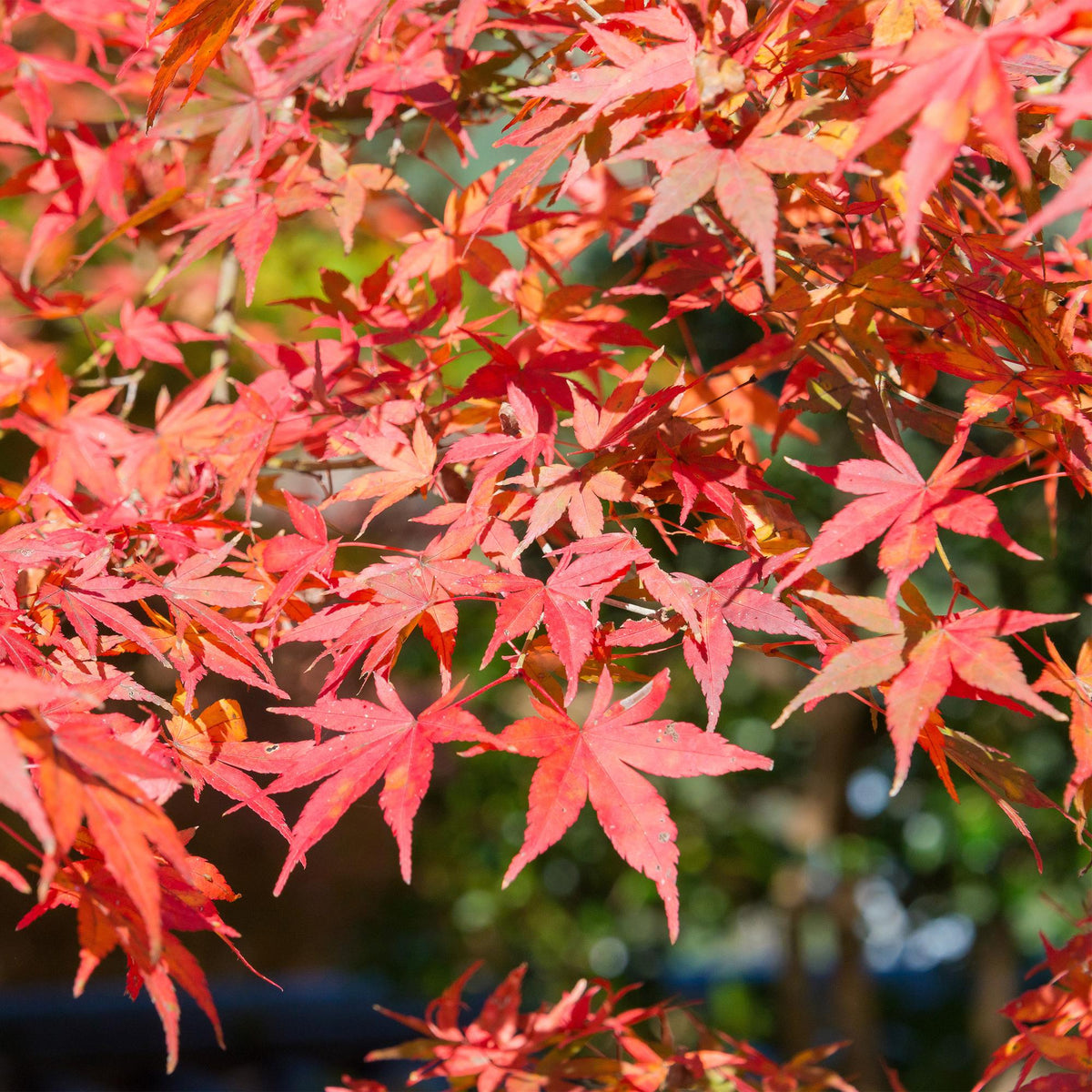 Japanischer Ahorn – Acer palmatum 'Shaina' – ca. 70 cm hoch – Topf Ø19 cm – kompakte Sorte mit tiefrotem Laub – Balkon- & Gartenpflanze 