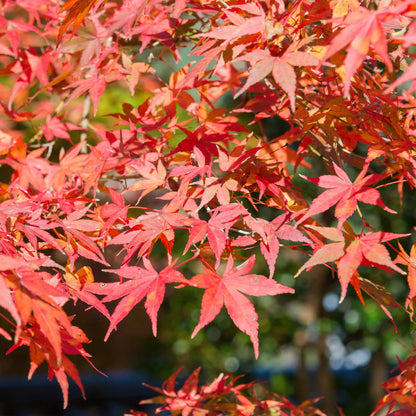 Japanischer Ahorn – Acer palmatum 'Shaina' – ca. 70 cm hoch – Topf Ø19 cm – kompakte Sorte mit tiefrotem Laub – Balkon- & Gartenpflanze 