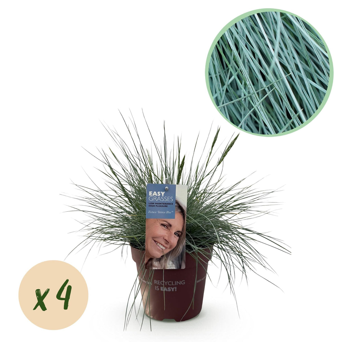 Festuca glauca Intense Blue – Blauschwingel – Ziergras – 4 Pflanzen – Immergrün & pflegeleicht – Ø17cm – Höhe ca. 50cm – Trockenheitsresistent 