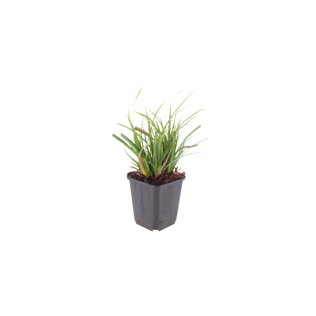Japan-Segge Carex morrowii – 6 Pflanzen – Immergrünes Ziergras – 10-25cm – Ø9cm – Schattengeeignet für Beet & Bodendecker - Oasis of Life