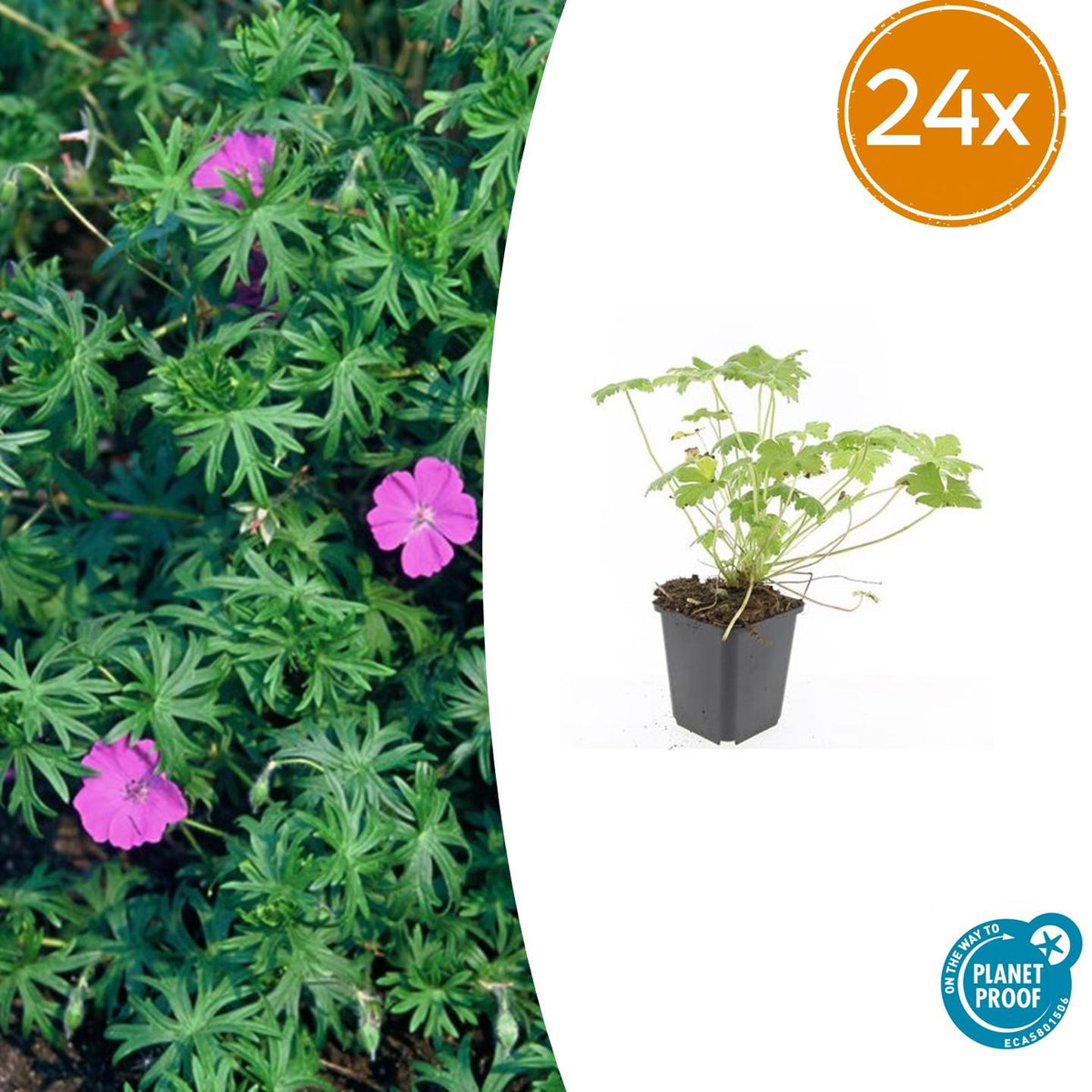 Geranium 'Tiny Monster' – 24 Pflanzen – ↕10-25cm – Ø9cm – Kompakte Staude mit violett-blauen Blüten – Pflegeleicht & winterhart 