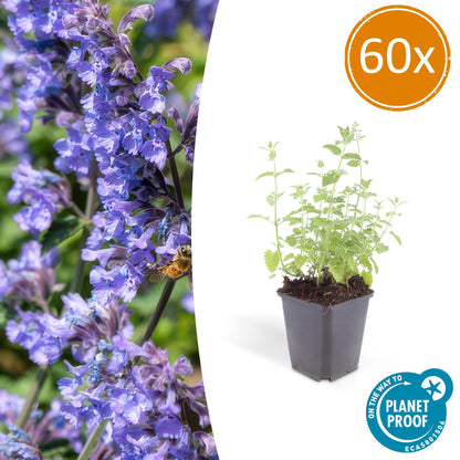 Katzenminze Nepeta 'Six Hills Giant' – ↕10-25cm – Ø9cm – 60 Pflanzen – Lila-Blau – Bienenfreundlich – Pflegeleicht – Sonniger Standort 