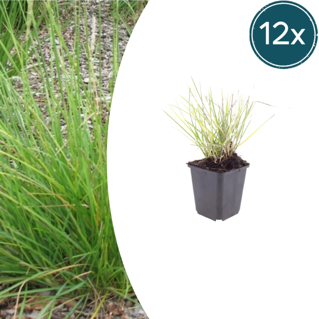 Sesleria autumnalis – 12 Pflanzen – Ø9cm – Höhe 10-25cm – Winterhartes Ziergras – Goldbraune Herbstfärbung – Pflegeleicht für Beet, Steingarten & Naturgarten - Oasis of Life