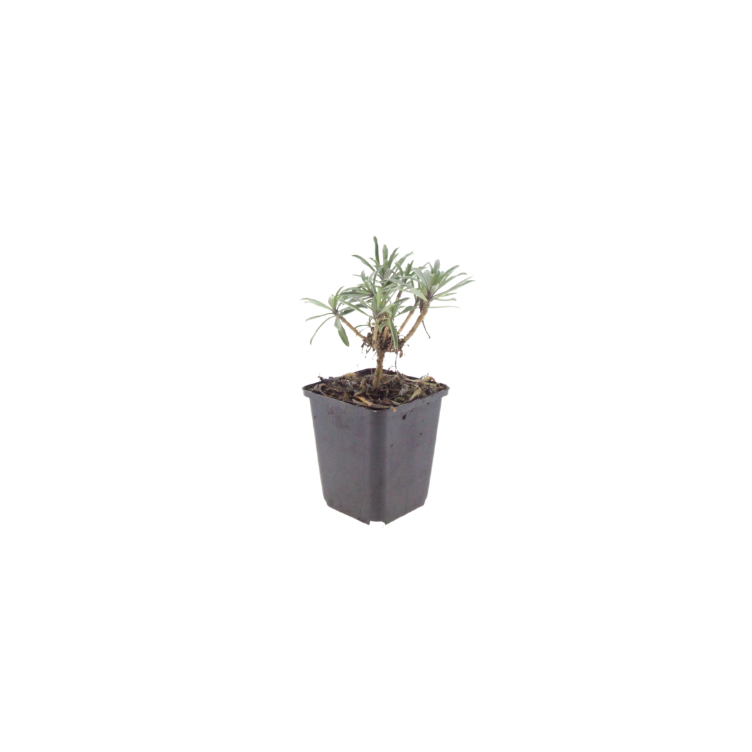 Erysimum Bowles Mauve – Goldlack Staude – 10-25cm – Ø9cm – Langblühende Gartenpflanze für Sonne – Ansicht 3