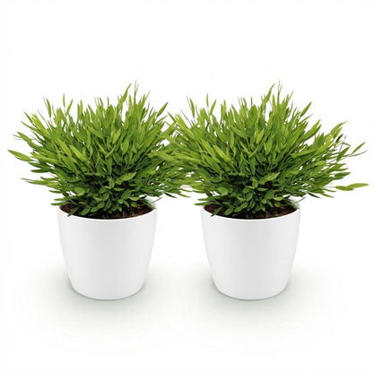 Green boutiQ - Zimmerpflanze - Bamusa Pogonatherum Monica - Bambusgras - Haustierfreundliche Pflanze - Grün - 2 Pflanzen - mit Potter Weiß - Topf 12cm - Höhe 20cm 