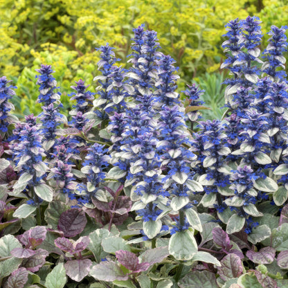Ajuga reptans 'Burgundy Glow' – 24 Pflanzen – ↕10-25cm – Ø9cm – Kriechender Günsel – Bunter Bodendecker mit blauen Blüten – Pflegeleicht & winterhart – Für Schatten & Halbschatten 