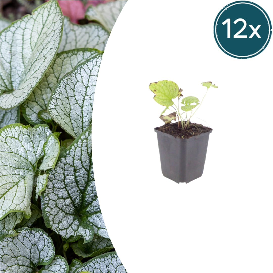 Brunnera macrophylla Jack Frost – 12 Pflanzen Kaukasusvergissmeinnicht – 10-25cm – Ø9cm – Winterharte Schattenstaude mit silbernem Zierlaub – Gartenpflanze im Topf - Oasis of Life