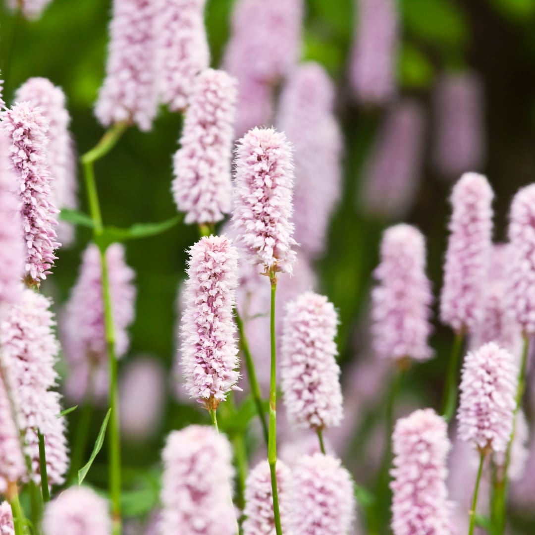 Persicaria amplexicaulis Alba Winterharte Staude Ø9cm 6 Stück