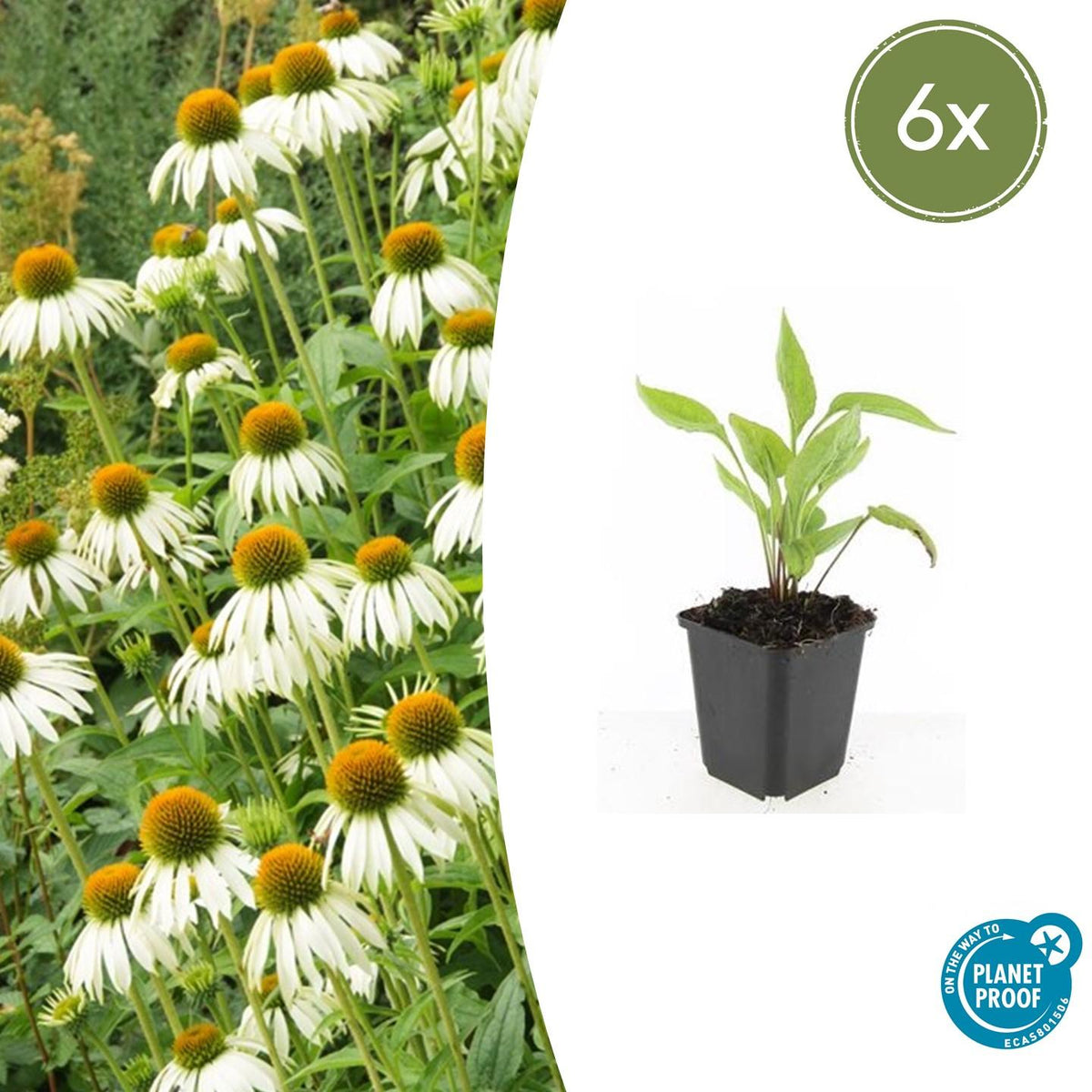 Scheinsonnenhut – Echinacea purpurea 'White Swan' – ↑10-25cm – Ø9cm – 6 Pflanzen – Weiße Blüten, Bienen- und Schmetterlingsfreundlich, pflegeleicht, robuste Staude 