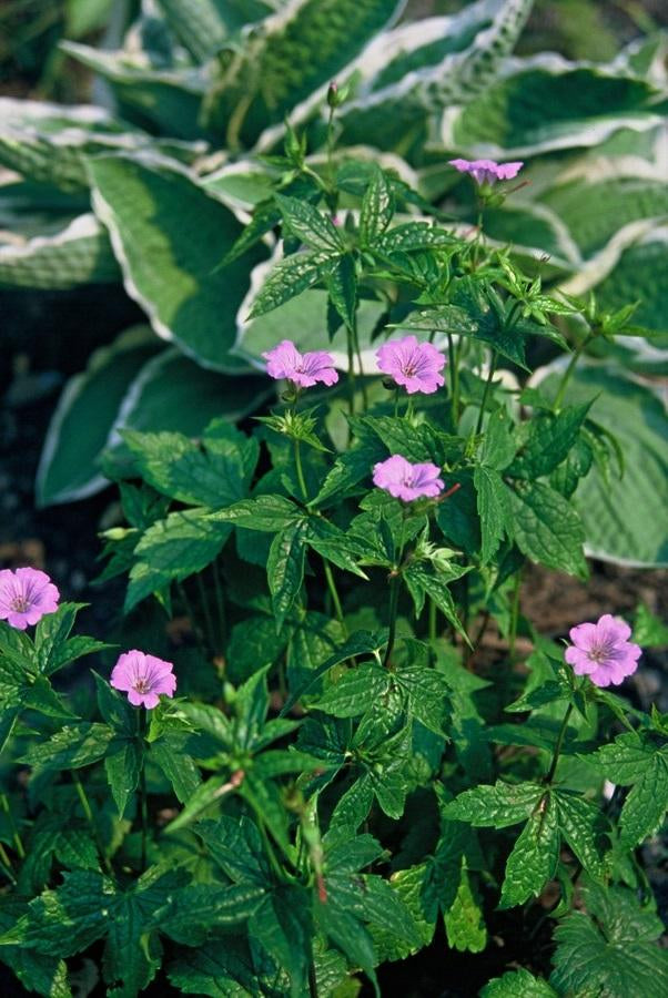 Geranium nodosum – 24 Pflanzen – ↕10-25cm – Ø9cm – Winterharte Staude – Tiefpurpurne Blüten – Bodendecker – Schattengarten – Pflegeleicht 