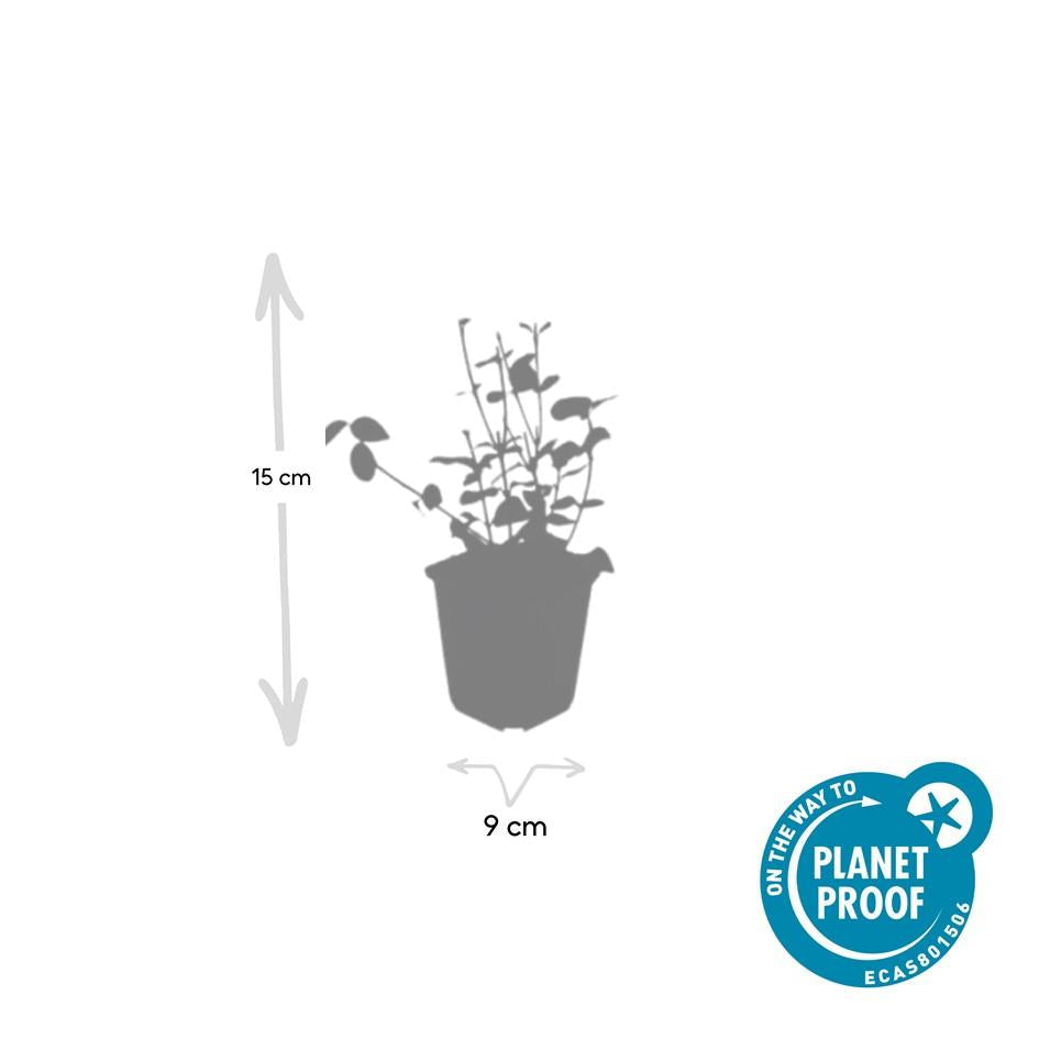 Purpur-Kriechspindel Euonymus fortunei 'Coloratus' – ↕10-25cm – Ø9cm – 6 Pflanzen – Winterharter Zierstrauch für Beete, Bodendecker & Hecken – Glänzendes Laub & purpurfarbene Beeren 