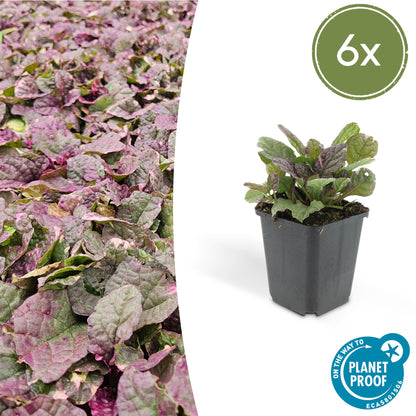 Kriechender Günsel Ajuga reptans 'Burgundy Glow' – ↕10-25cm – Ø9cm – 6 Pflanzen – Bodendecker – Halbschatten & Schatten – Pflegeleicht 