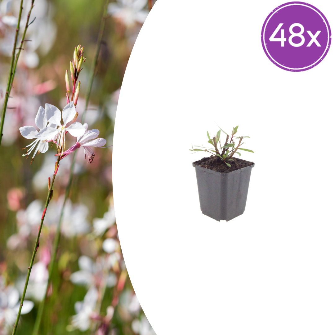 Gaura lindheimeri Whirling Butterflies – Ø9cm – Höhe 10-25cm – Prachtkerze – Reinweiße Blüten – Ansicht 13
