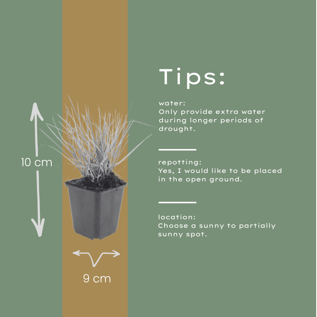 Sesleria autumnalis – 6 Pflanzen – Ø9cm – Höhe 10-25cm – Winterhartes Ziergras – Goldbraune Herbstfärbung – Pflegeleicht für Beet, Steingarten & Naturgarten - Oasis of Life
