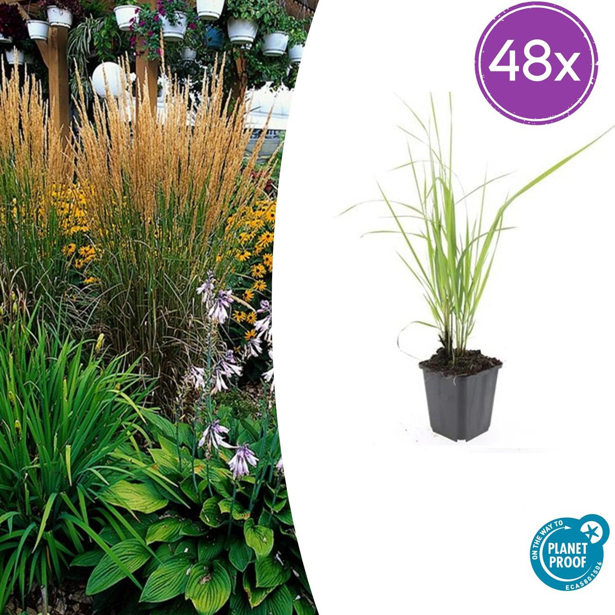 Calamagrostis acutiflora ‘Karl Foerster’ – 48 Pflanzen – ↕10-25cm – Ø9cm – Winterhartes Ziergras – Aufrechter Wuchs – Pflegeleicht – Für Beete & Rabatten 
