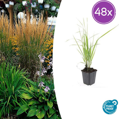 Calamagrostis acutiflora ‘Karl Foerster’ – 48 Pflanzen – ↕10-25cm – Ø9cm – Winterhartes Ziergras – Aufrechter Wuchs – Pflegeleicht – Für Beete & Rabatten 