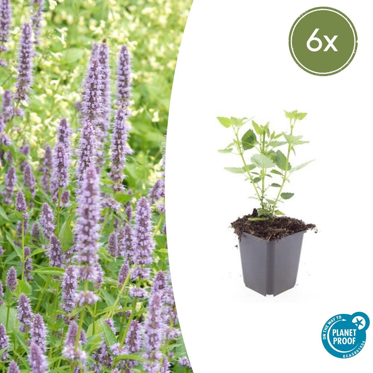 Asiatische Duftnessel – Agastache 'Blue Fortune' – ↕10-25cm – Ø9cm – 6 Pflanzen – Lavendelblaue Blüten – Schmetterlings- & bienenfreundlich – Sonniger Standort 