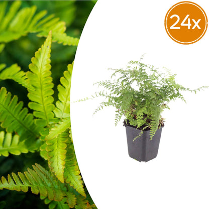 Polystichum setiferum Herrenhausen – 24 Pflanzen Farn Ø9cm – Höhe 10–25cm – Immergrüner Gartenfarn Winterhart – Für Schattenbeet Unterpflanzung & Naturgarten - Oasis of Life