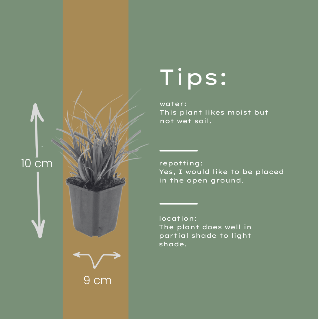 Japan-Segge Carex morrowii – 6 Pflanzen – Immergrünes Ziergras – 10-25cm – Ø9cm – Schattengeeignet für Beet & Bodendecker - Oasis of Life