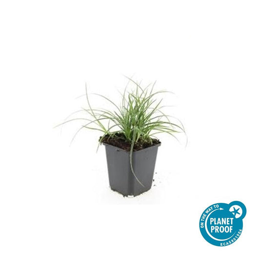 Schneeweiße Hainsimse Luzula nivea – ↕10-25cm – Ø9cm – 6 Pflanzen – Immergrüner Bodendecker – Schattige Beete & Steingarten – Winterhart & pflegeleicht 